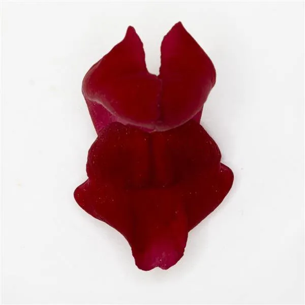 Antirrhinum Potomac Red Flower Seeds