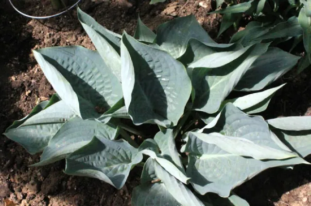 Rowan My Boat Hosta