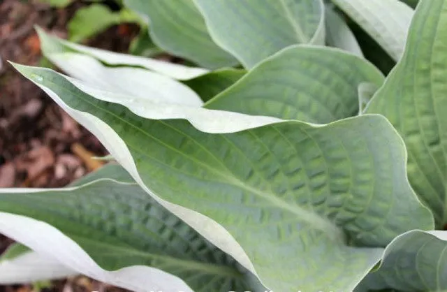 Rowan My Boat Hosta