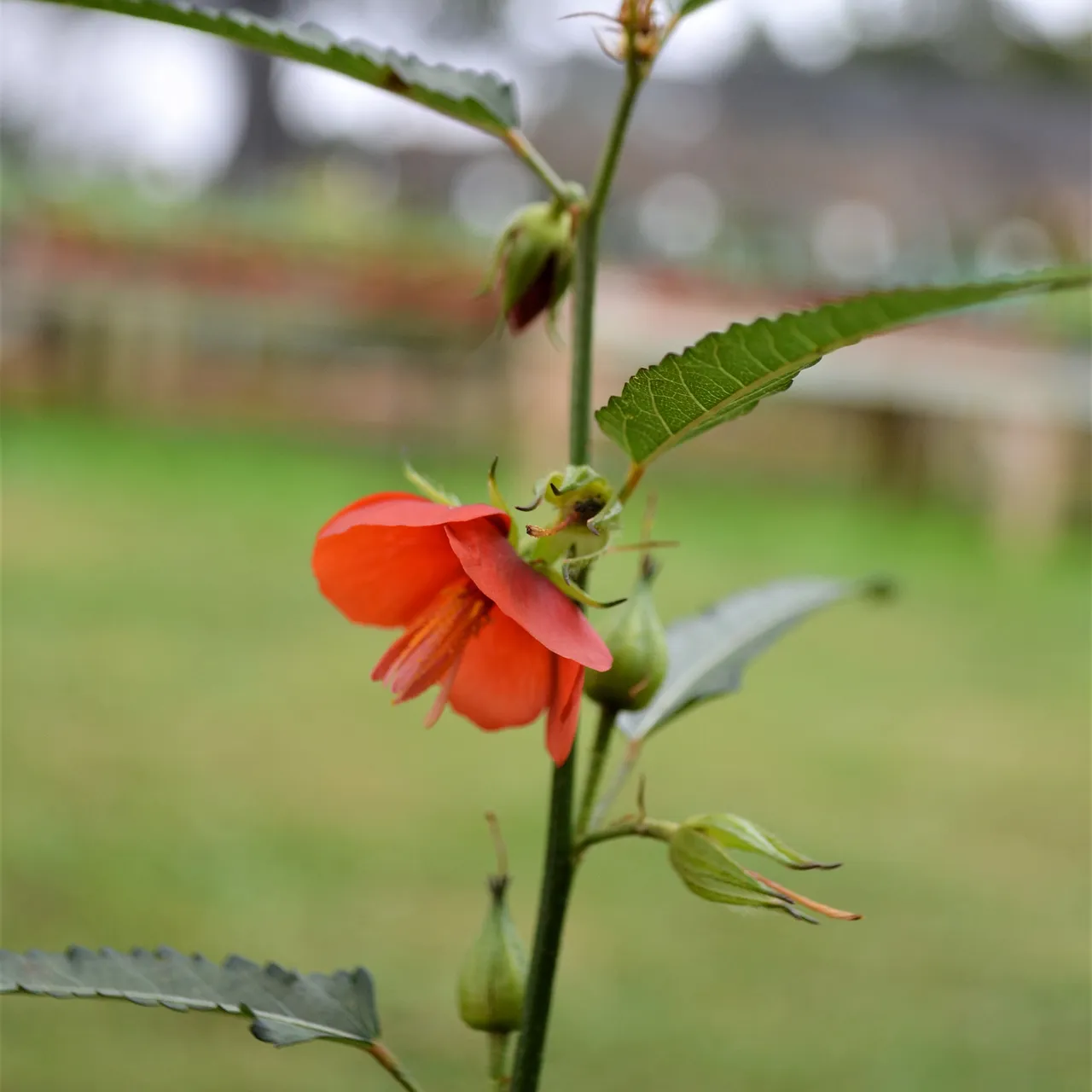 Scarlet Pentapetes Seeds (Pentapetes phoenicea)